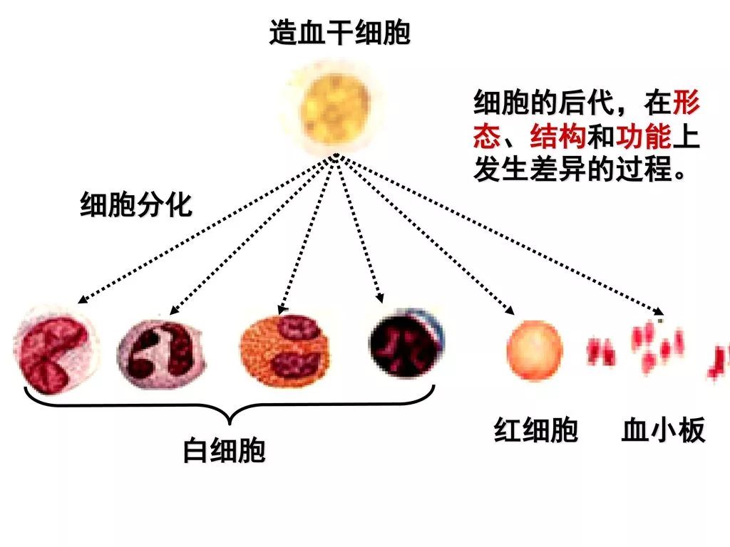 不只是胶水替代血清!详解造血干细胞体外大量扩增的秘密!