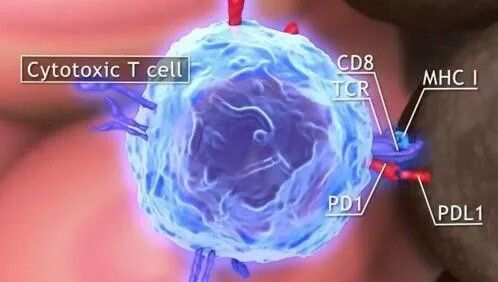 免疫疗法登上肿瘤学的主流舞台！