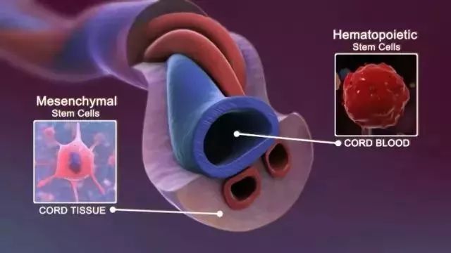 脐带间充质干细胞临床研究与应用（下）